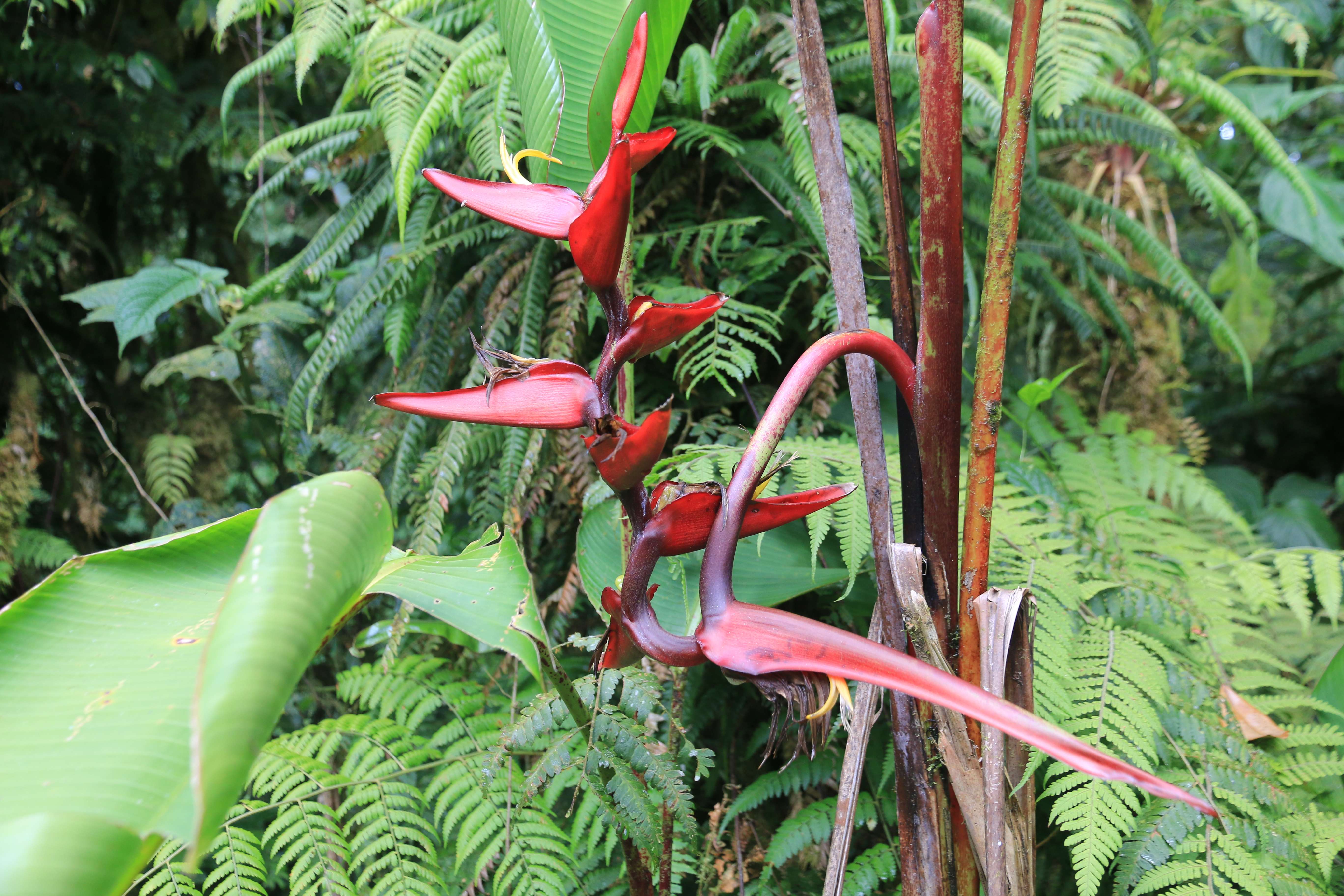 Costa Rica